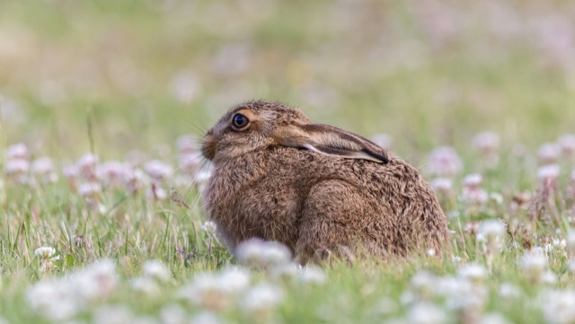 Mały zając to nie zabawka. Nie zabieraj zwierząt z lasu!