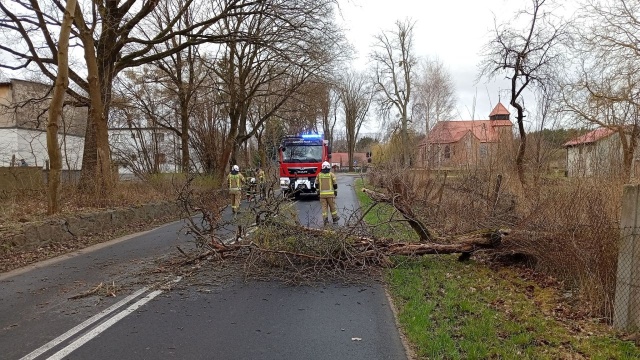 Prawie 100 interwencji związanych z usuwaniem skutków silnego wiatru w Zachodniopomorskiem.