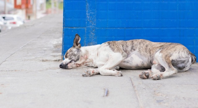Przywędrowała do Polski z rejonów basenu Morza Śródziemnego i może być śmiertelnym zagrożeniem dla naszych czworonogów. Mowa o hepatozoonozie. Do zarażenia psa dochodzi poprzez połknięcie kleszcza.