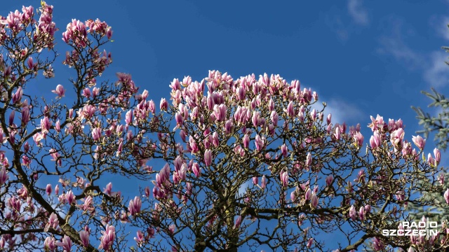 Na pełne kwiaty magnolii jeszcze chwilę poczekamy