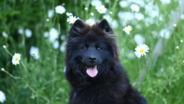 Wiosną aktywność kleszczy znacząco wzrasta, a ze względu na zmiany klimatyczne, ich populacja w Polsce jest coraz liczniejsza i bardziej aktywna.