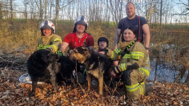 Dużo szczęścia w nieszczęściu miały dwa psy błąkające się po terenach bagnistych, niedaleko miejscowości Sienno Dolne w powiecie łobeskim.