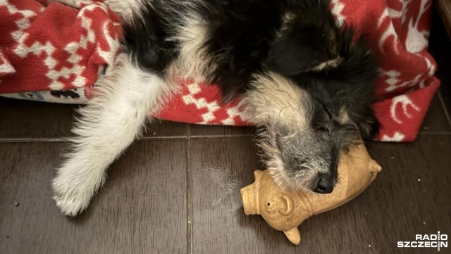 Rząd chce ograniczyć bezdomność zwierząt. Nad projektem ustawy o Krajowym Rejestrze Oznakowanych Psów i Kotów będzie głosował w piątek Sejm.