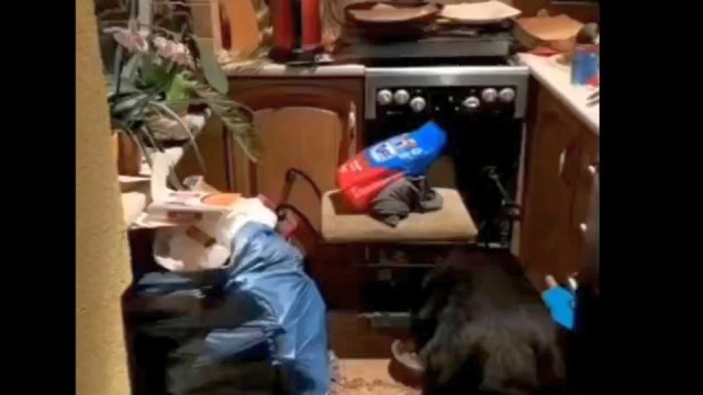 Mieszkanie w centrum Szczecina, a w nim pies. Właścicielka zwierzęcia wyleciała rok temu na Islandię, a na opiekę nad zwierzęciem przesyłała miesięcznie 10 zł.