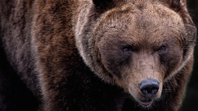 Śmiertelny atak niedźwiedzia w Bieszczadach najprawdopodobniej mógł być wynikiem zaskoczenia zwierzęcia, obrony pokarmu lub młodych - ocenił dr hab. Zbigniew Jakubiec. Podkreślił, że takie zdarzenia należą do skrajnie rzadkich, a kluczową rolę odgrywa zachowanie człowieka.