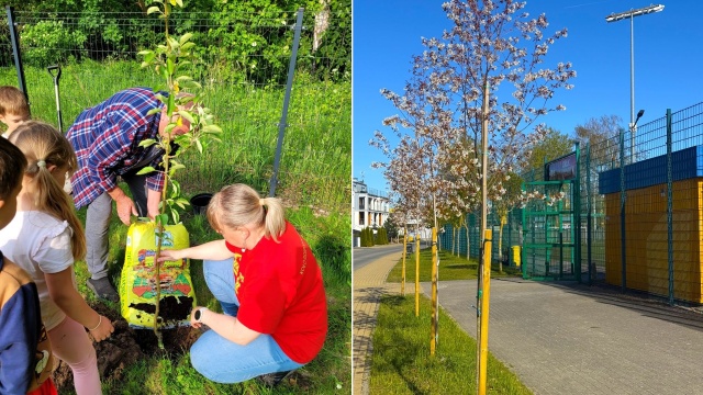 Tysiąc drzew posadzono w w ramach programu Zielona Gmina Dziwnów.