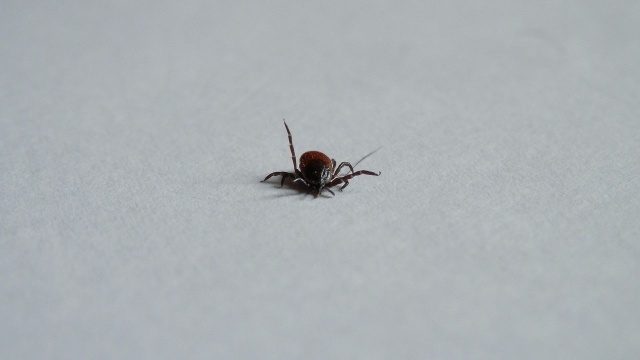 Zmiany klimatyczne mają ogromny wpływ na kleszcze - na przykład pojawianie się ich nowych gatunków i czas aktywności - mówi biolożka Dorota Dwużnik-Szarek z Uniwersytetu Warszawskiego.