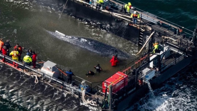 Humbak Timmy, od kilku dni transportowany specjalną barką z wód Bałtyku, dziś został wypuszczony do Morza Północnego u wybrzeży Danii i pływa swobodnie o własnych siłach - przekazali organizatorzy prywatnej operacji ratunkowej, cytowani przez AFP.