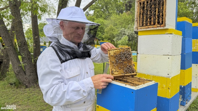 Małe owady o wielkim znaczeniu mają dziś swój dzień. Mowa o pszczołach - owadach zapylających, które są kluczowe dla funkcjonowania świata roślin.