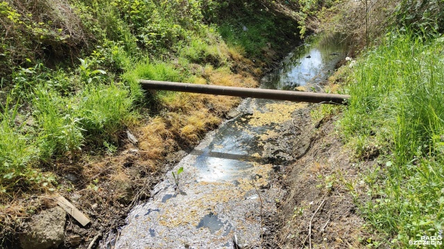 Katastrofa ekologiczna w Kołobrzegu W dzielnicy Radzikowo doszło do skażenia rowów melioracyjnych. Trwa poszukiwanie sprawcy zdarzenia.