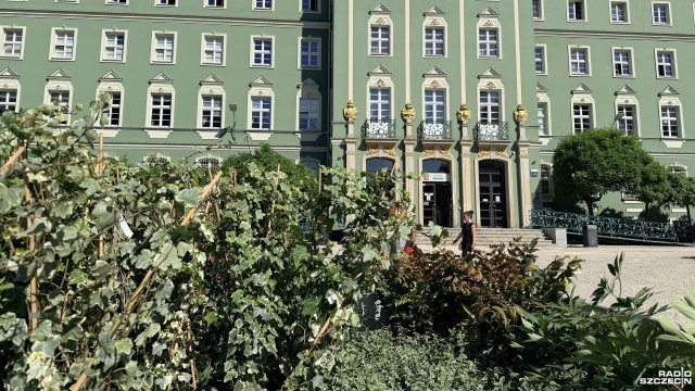 Heliotropy, werbeny, zielistki, stokrotki i szałwie rozkwitną przed szczecińskim magistratem.