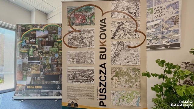 Lasy Państwowe planują wycinkę starych drzew w Puszczy Bukowej. Jak tłumaczą, susza hydrologiczna i zmiany klimatyczne wymuszają nowe porozumienie z rządem.