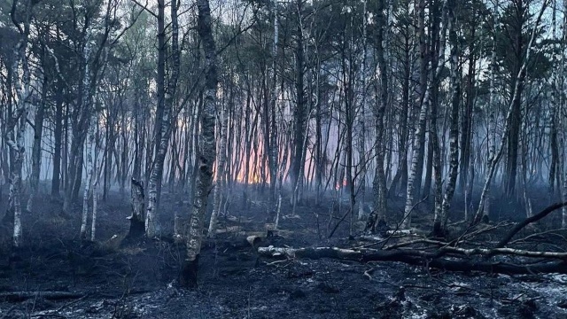 Zakaz wstępu do lasu w okolicach Kołobrzegu. To skutek rozległego pożaru.