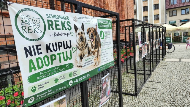 Plakaty prezentujące psy z kołobrzeskiego schroniska zawisły przy kołobrzeskim ratuszu. W ten sposób miejscowe przytulisko chce promować adopcje zwierząt.