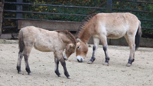 W warszawskim ZOO urodził się źrebak konia Przewalskiego - ostatniego współcześnie żyjącego dzikiego gatunku konia.