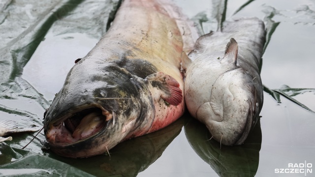 Kolejne śnięte ryby wyłowiono z Kanału Gliwickiego. Tym razem to ponad 200 kg różnych gatunków ryb, które wyłowili pracownicy Wód Polskich.