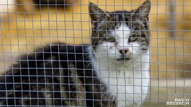 Probiotyki i karma monobiałkowa dla kotów pilnie potrzebna - apeluje o nie szczecińskie Towarzystwo Opieki nad Zwierzętami.