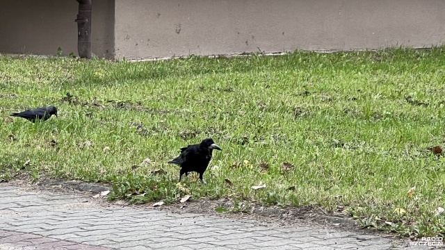 Stada owiec i krów zaatakowane przez kruki. Dwa takie przypadki wydarzyły się w Zachodniopomorskiem i są to jedyne zgłoszone do Regionalnej Dyrekcji Ochrony Środowiska przypadki w całej Polsce.