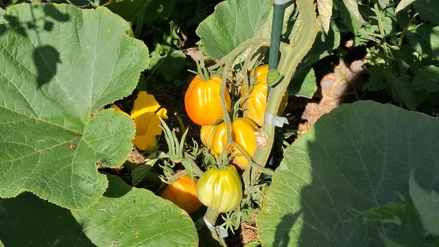 Mimo kapryśnego lata - suszy i gradobicia, działkowcy są zadowoleni z plonów.