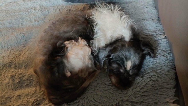 Wyjątkowy happy end i wielka siła internetu. 16-letnia suczka Fiona, której dawano nikłe szanse na adopcję, znalazła dom marzeń - poinformowało w mediach społecznościowych szczecińskie Towarzystwo Opieki nad Zwierzętami.