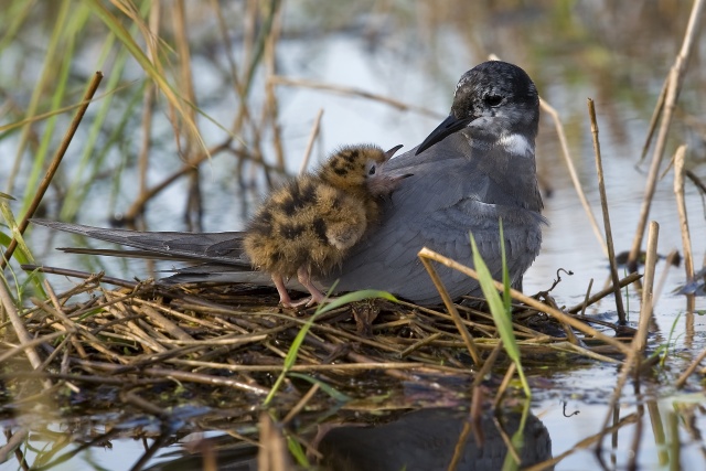 Ptaki to jeden z największych skarbów Doliny Dolnej Odry. To dlatego Międzyodrze jak magnes przyciąga fanów birdwatchigu, czyli obserwacji ptaków.