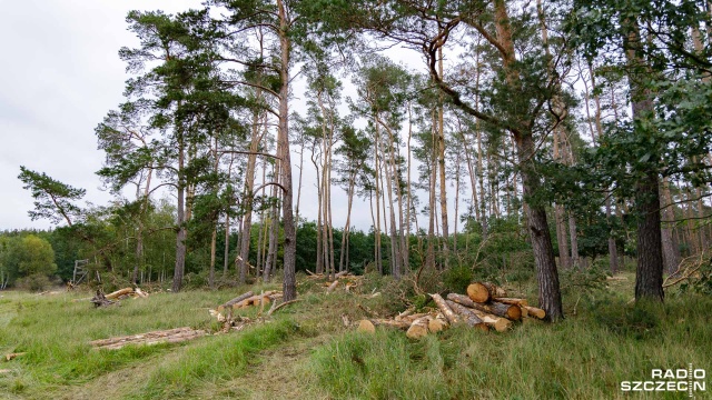 Nawet pięcioletnia odsiadka grozi trzem mężczyznom którzy wycieli 66 sosen z terenów należących do Nadleśnictwa Tuczno. Ich wartość oszacowano na 2 tysiące złotych.