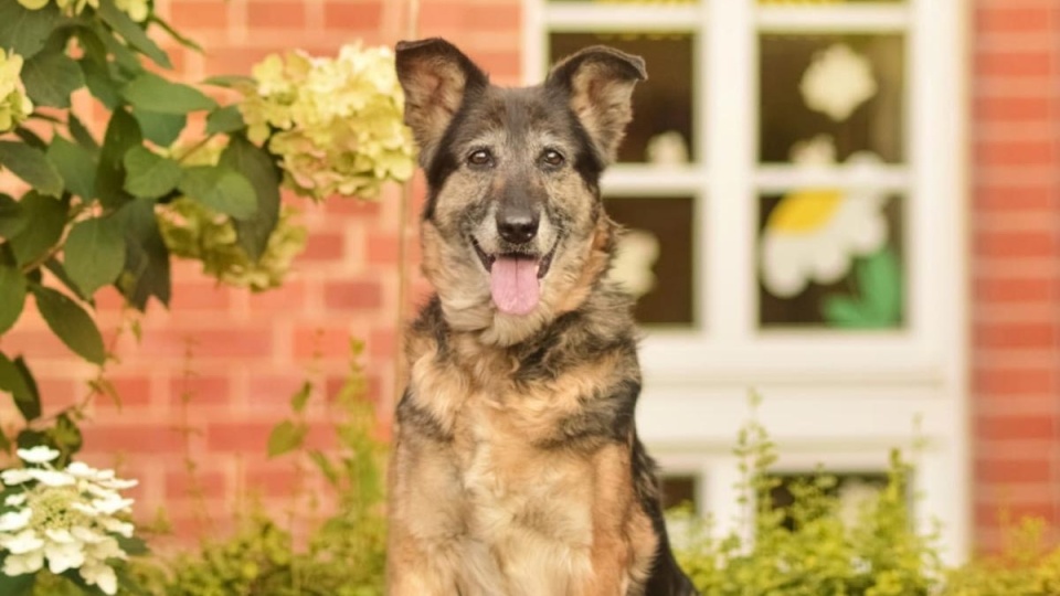 Podopieczny TOZ-u, który nie przeżył Sywestrowej nocy.Fot. TOZ