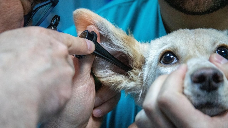 Rosną ceny usług weterynaryjnych i leków dla zwierząt