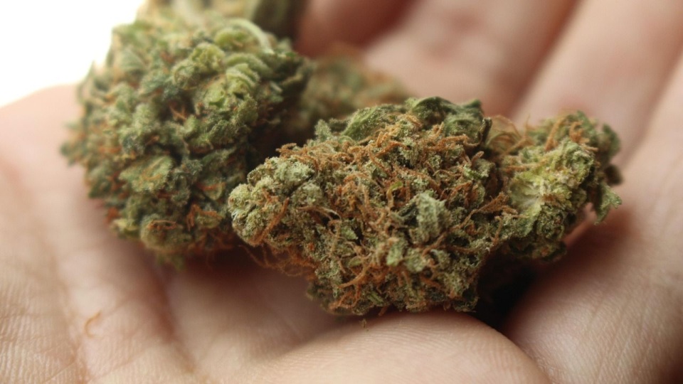 Fot. Pixabay/StayRegular