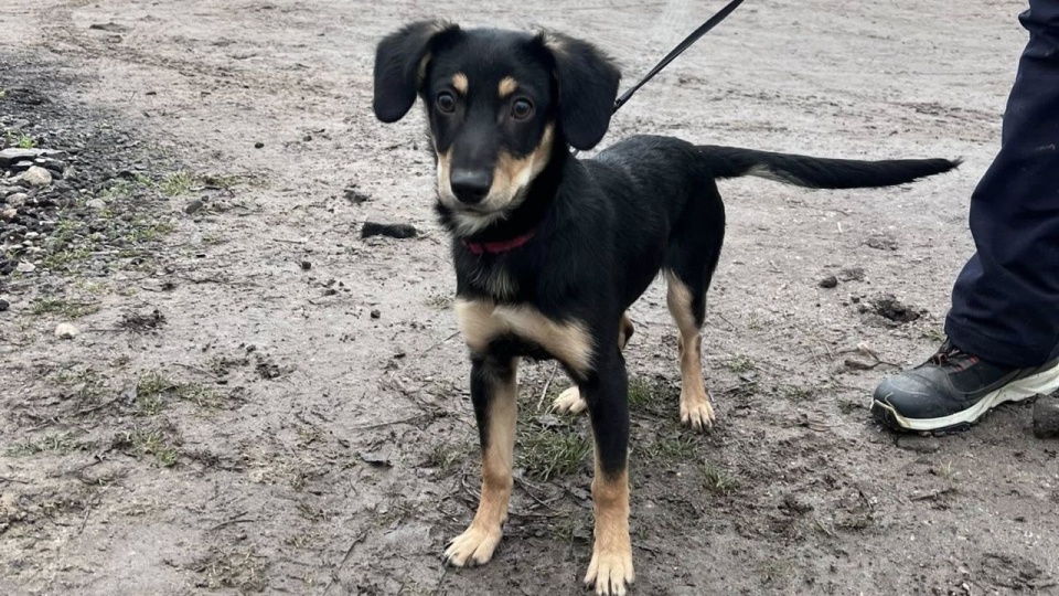 Weekendowy apel podstargardzkiego Schroniska dla bezdomnych zwierząt