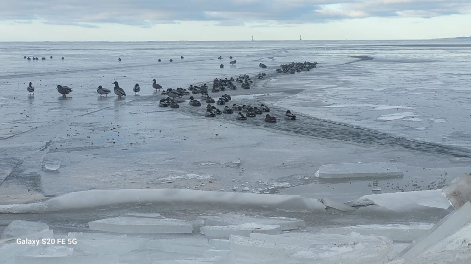 Fot. Tomasz Domański