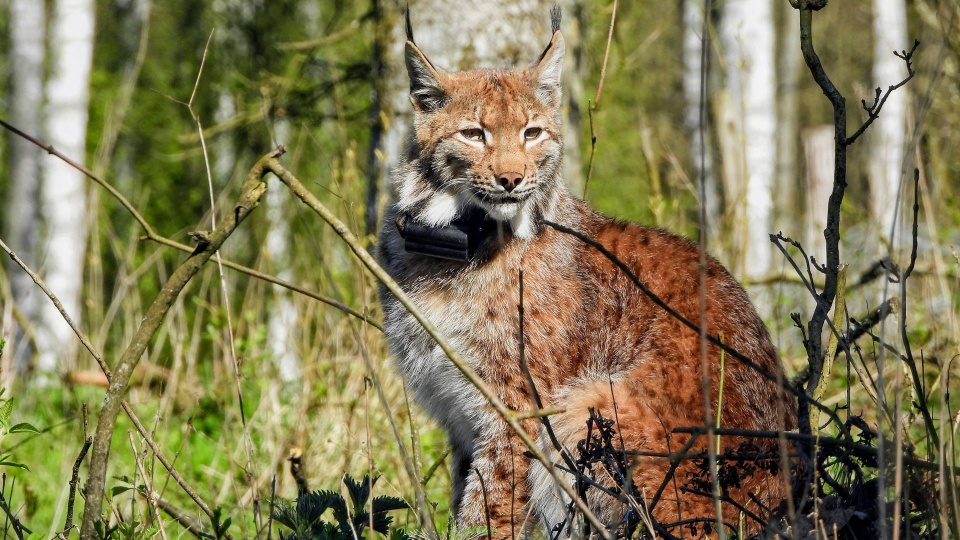 Coraz więcej rysi można spotkać w lasach w regionie [ZDJĘCIA]