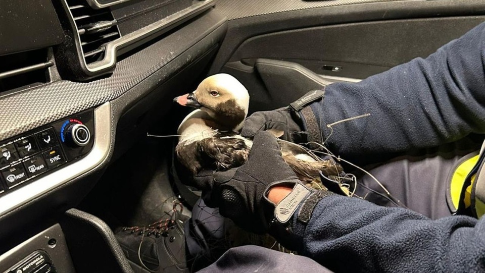 Kaczka uratowana przez kołobrzeskich policjantów