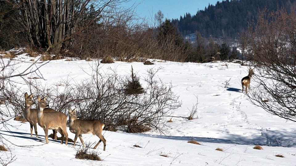 Sarna straciła życie po ataku psa