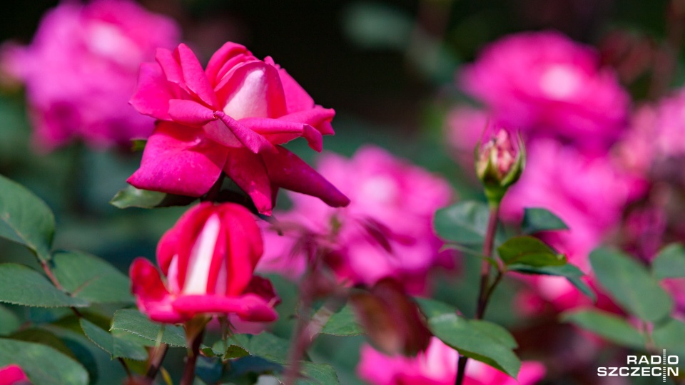 Kwiaty, zamiast betonu. Dwa place w Szczecinie zmienią oblicze