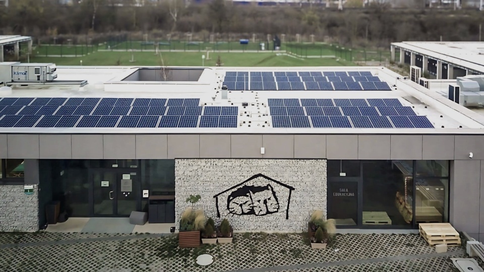 Szczecińskie schronisko będzie wydawać karmę dla bezdomnych kotów