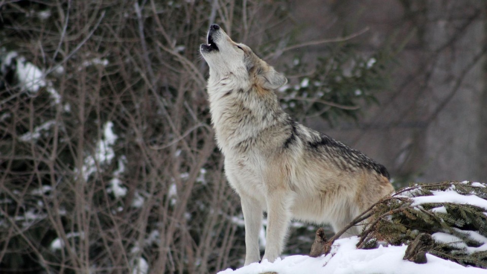 Spór o wilka spod Czaplinka