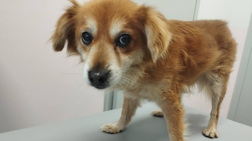 Szczeciński TOZ apeluje o pomoc