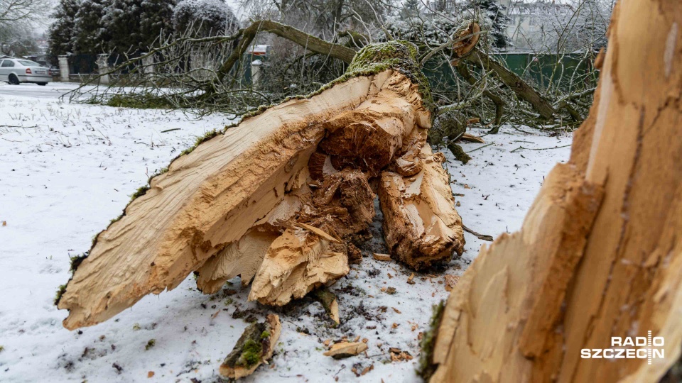 Gołoledź sprawia zagrożenie nie tylko na drogach, ale też na gałęziach [ZDJĘCIA]