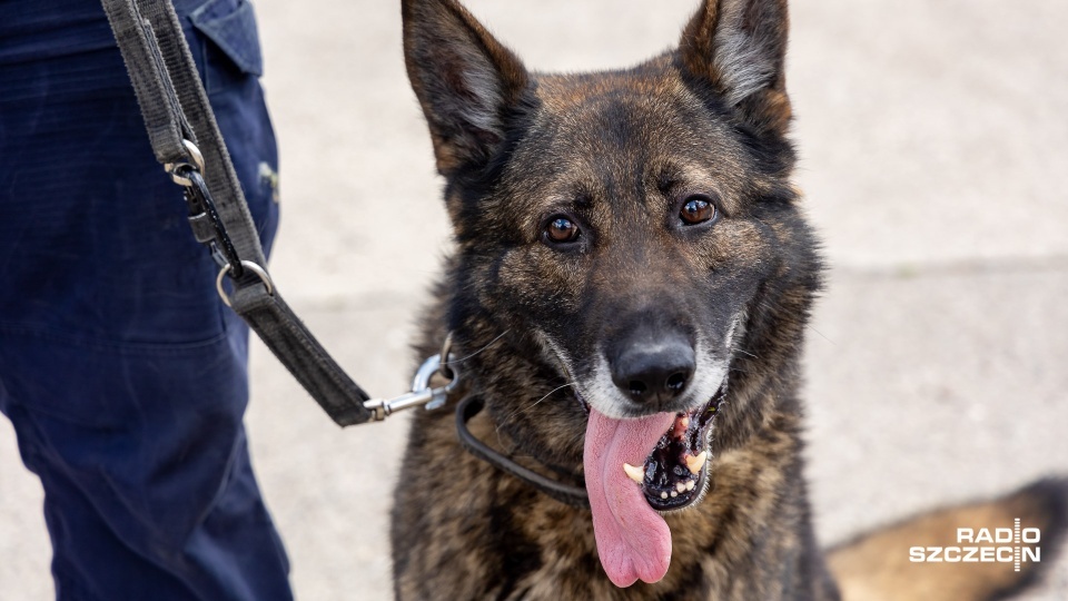 Po "incydencie śląskim" kontrola warunków życia policyjnych psów