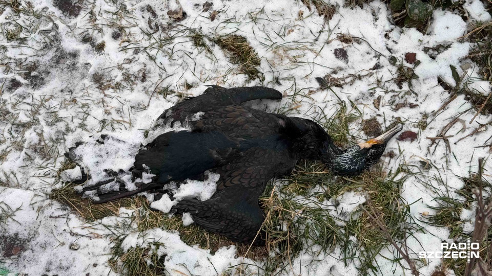 Fot. Robert Stachnik [Radio Szczecin]