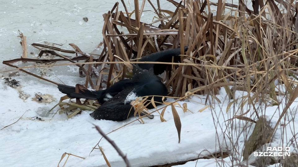 Przy ul. Heyki leżały martwe kormorany [WIDEO, ZDJĘCIA]