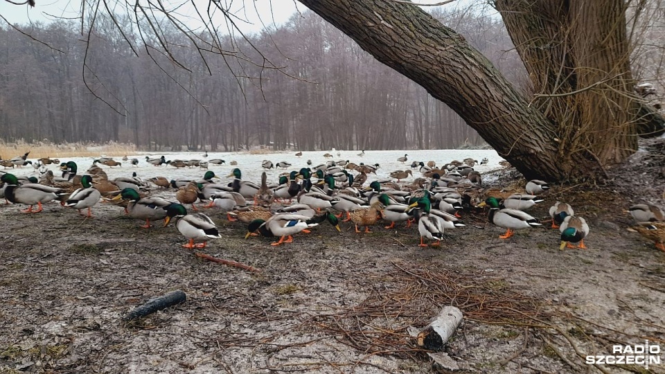 Mieszkańcy Świnoujścia z pomocą dla ptaków