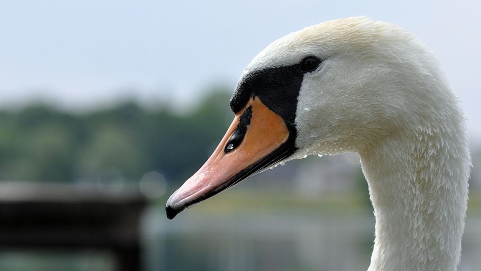 Łabędź i kłopoty kierowców na autostradzie S3