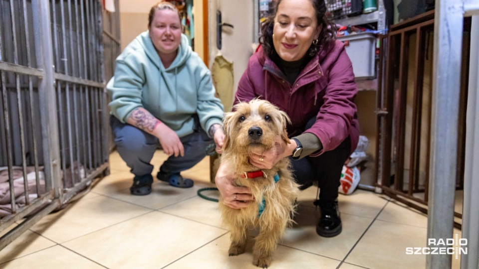 Apel szczecińskiego TOZ dot. psich i kocich adopcji [ZDJĘCIA]