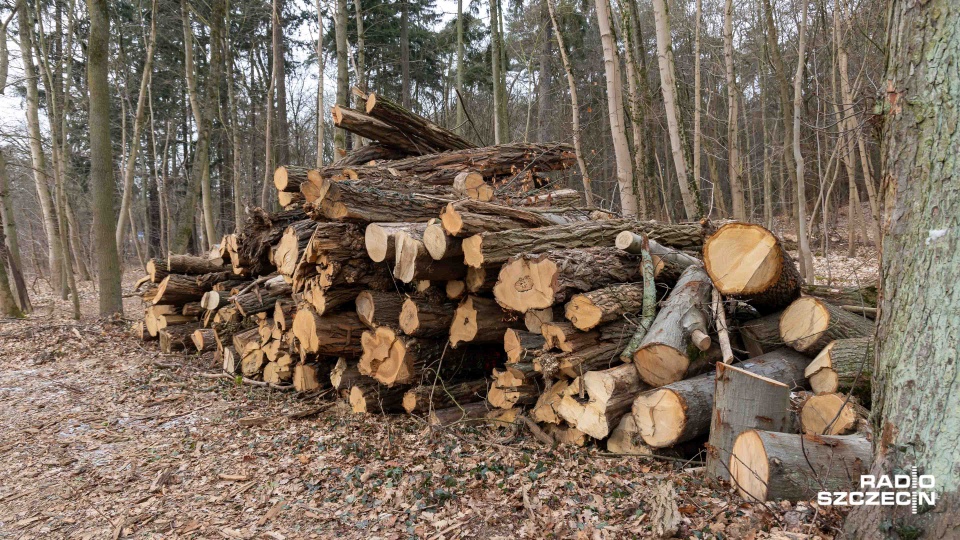 Kolejne drzewa w Lesie Arkońskim trafiły pod topór [ZDJĘCIA]