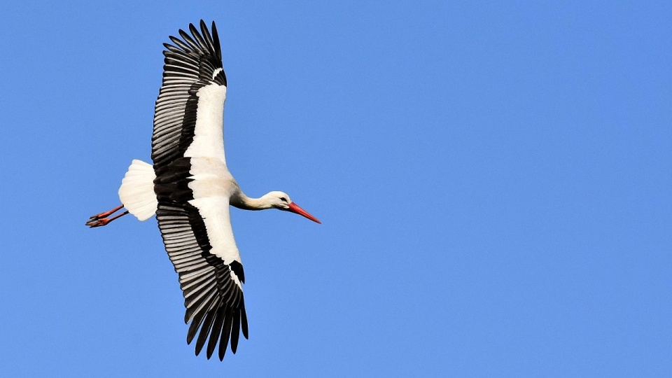 Bociany ruszyły w podróż do Polski