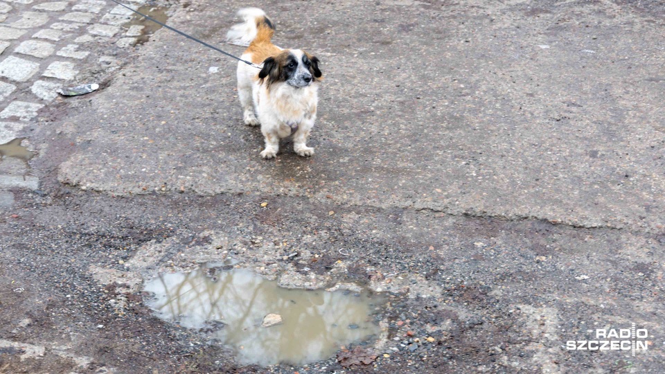 Woda po roztopach niebezpieczna dla zwierząt