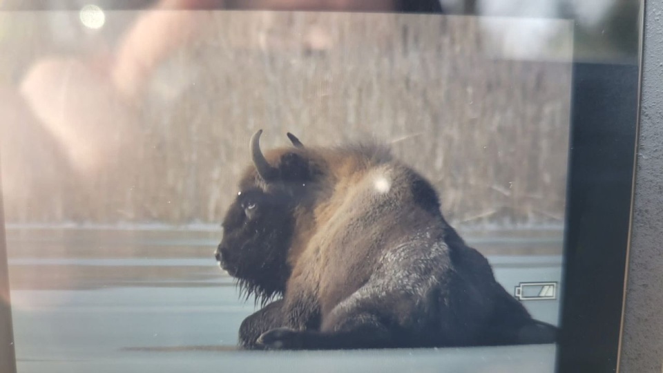 Żubr na lodzie, strażacy na pomoc [ZDJĘCIA]