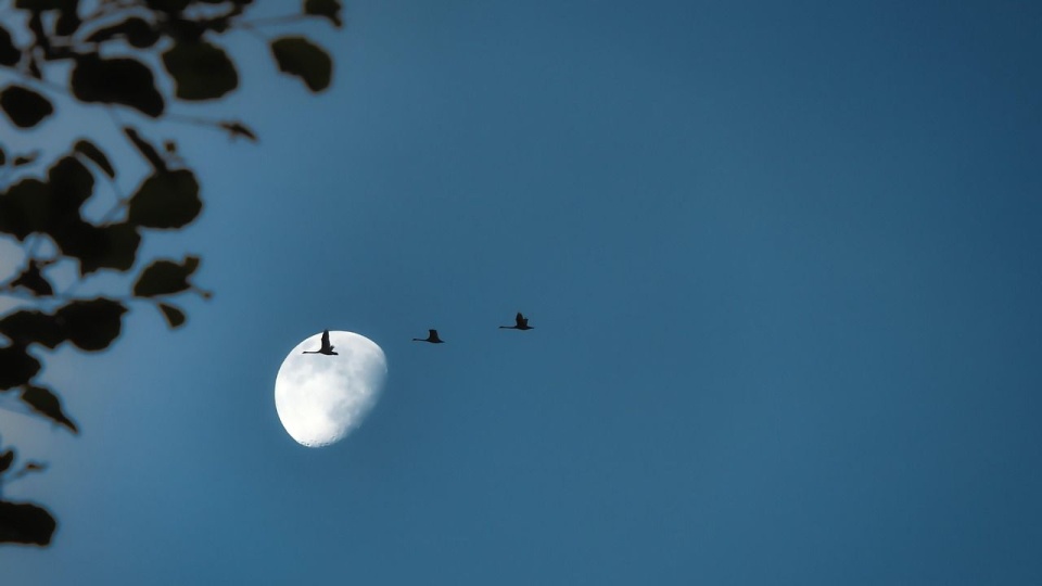 Jedna jaskółka wiosny nie czyni, ale powracające ptaki - już tak!